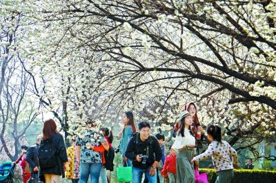 北京:清明祭扫日 踏青赏花时