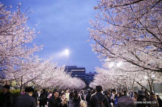 CHINA-SHANGHAI-CHERRY BLOSSOMS (CN)