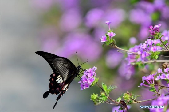 CHINA-FUJIAN-SPRING-SCENERY (CN)