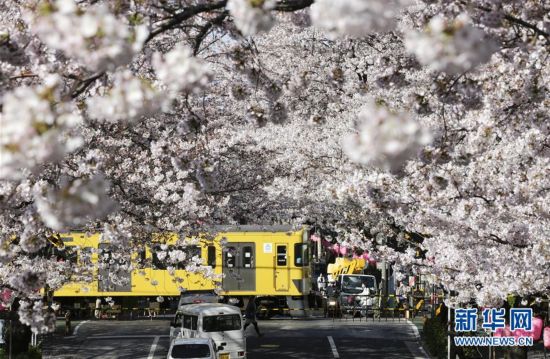 日本东京:樱花盛开