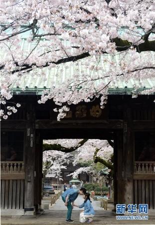 日本东京:樱花满开风情浓