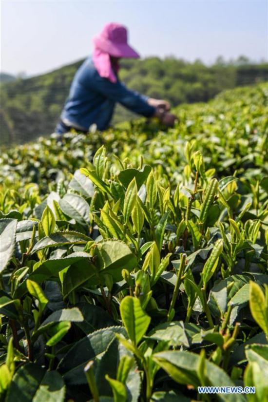 CHINA-HENAN-XINYANG-TEA GARDEN (CN)