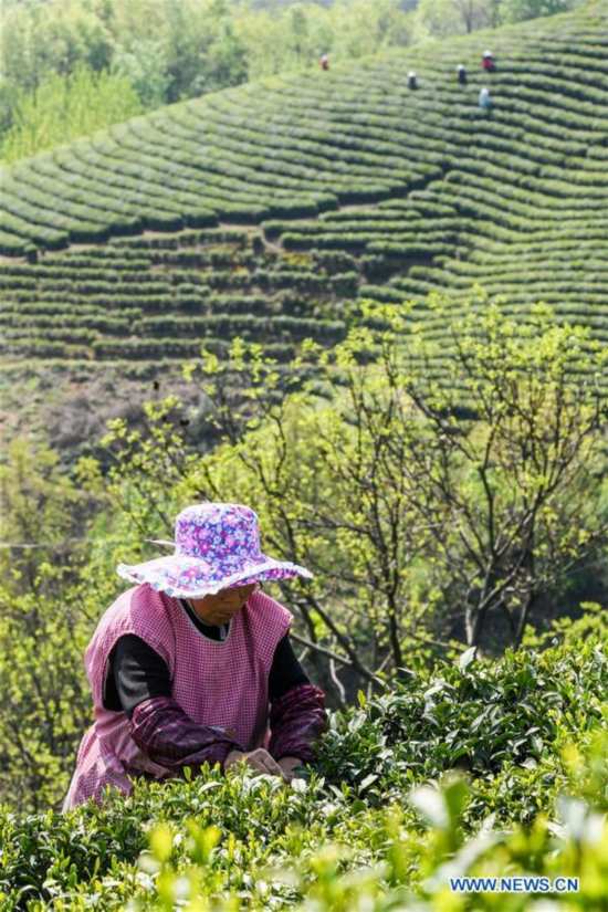 CHINA-HENAN-XINYANG-TEA GARDEN (CN)