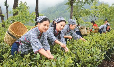 谷雨采茶正当时