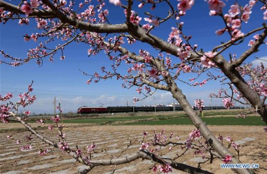 #CHINA-GANSU-ZHANGYE-PEACH FLOWERS (CN)