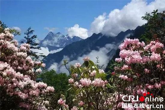 杜鹃花和雪山相互映衬