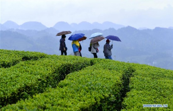 #CHINA-HUBEI-TEA GARDEN (CN)