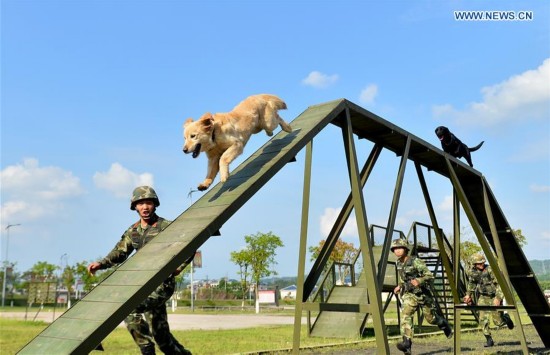 #CHINA-CHONGQING-POLICE DOG (CN)