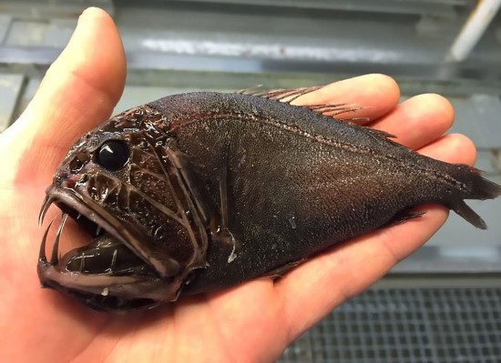 俄科学家晒深海怪鱼照片 仿佛异星生物(组图)
