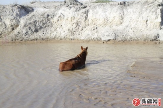 塔城：老马陷泥潭消防助脱困