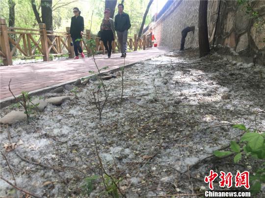 柳絮飞舞如 飘雪 兰州将逐步淘汰柳树