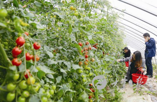 盐城大丰一农业示范园种植番茄吸引游客采摘