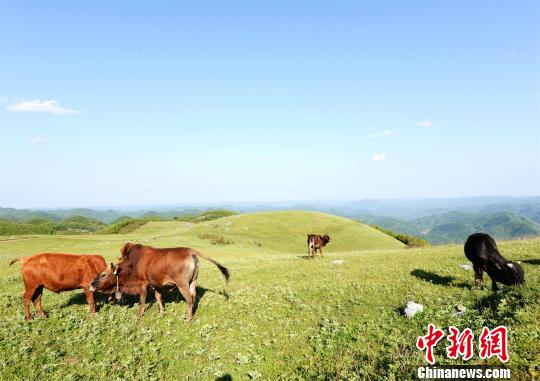 湖北保康高山草原现风吹草低见牛羊景观