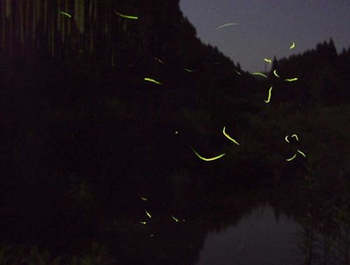 日本夏日风景线:萤火虫夜空飞舞梦幻唯美(图)