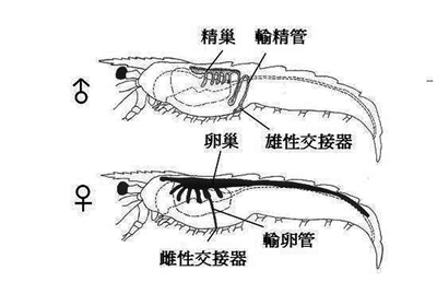 "大妈"又放出"大虾有虫"视频 专家说别逗了