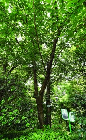 东郊国宾馆111岁的樱花树