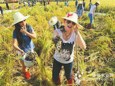 新乡原阳水牛赵村:游客抓蟹海豪嗨翻天(图)