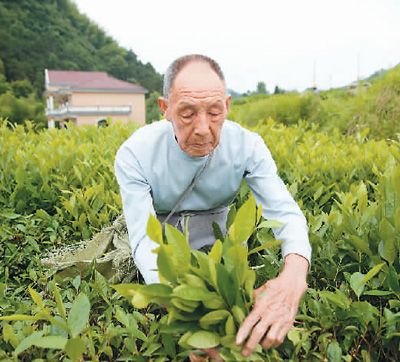 湖南华莱：黑茶香飘富乡梓