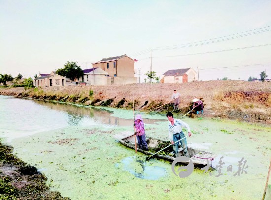 盐城大丰白驹镇打捞河面漂浮物 清洁河道