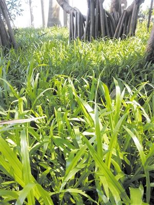 室内大叶生命力强植物