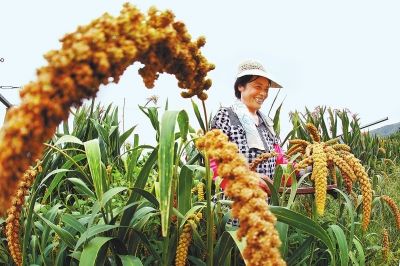 新郑市特色种植助农致富