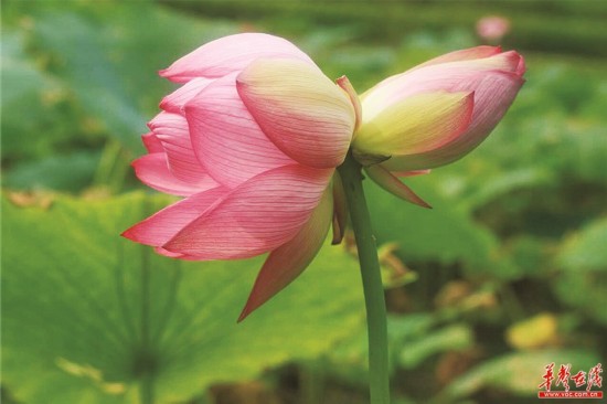 花开并蒂 婷婷玉立