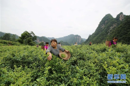 湖南张家界:长寿藤茶秋茶开采