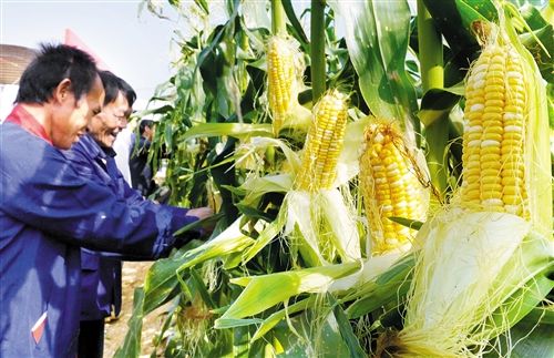 中国南方鲜食玉米大会举办地永久落户南宁