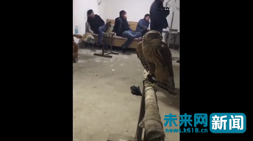 其中包括举报广西一个叫"小不点死神"的账号发布贩卖苍鹰,游隼,松雀鹰