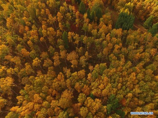 CHINA-HEBEI-CHENGDE-SAIHANBA FOREST (CN)