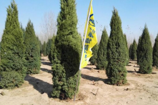 Over 32,000 trees planted in Xiongan