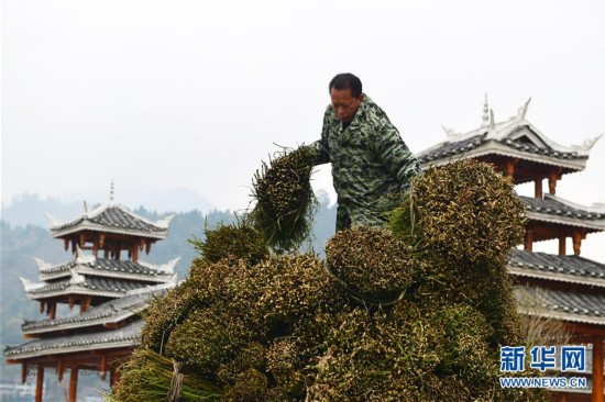 贵州剑河:钩藤中药材市场购销两旺