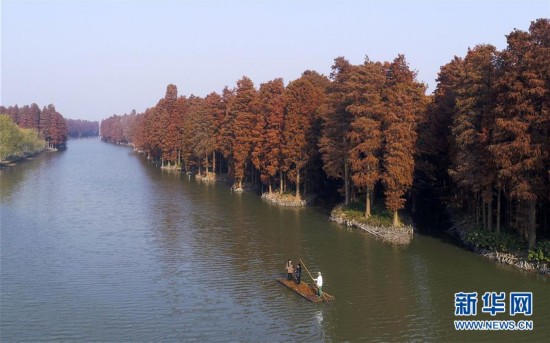 江苏兴化:水上森林冬景美