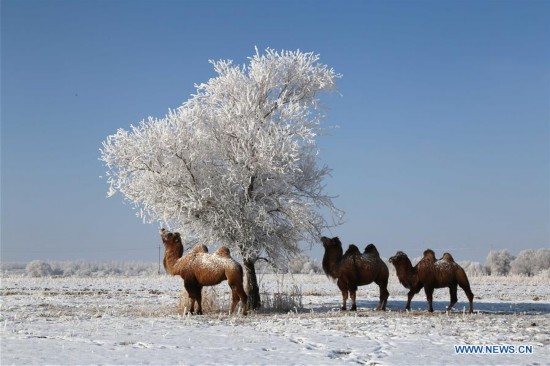 #CHINA-XINJIANG-RIME SCENERY (CN)