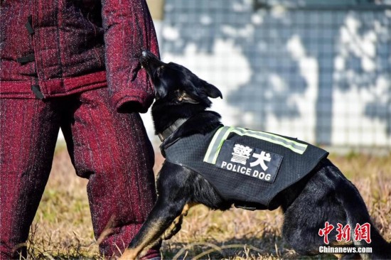 探访湖北十堰警犬基地 见识警犬真功夫