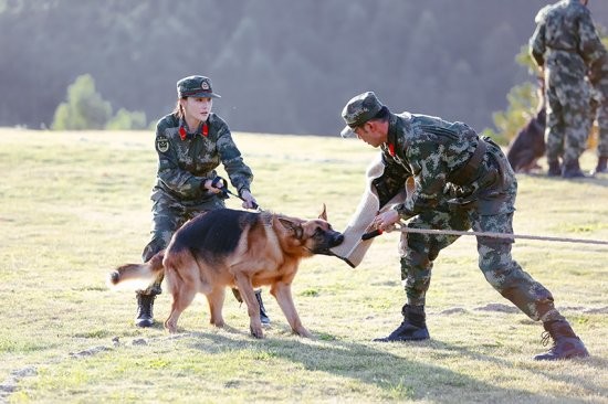 《奇兵神犬》大结局展开荒岛求生 杨烁沙溢逗乐张馨予