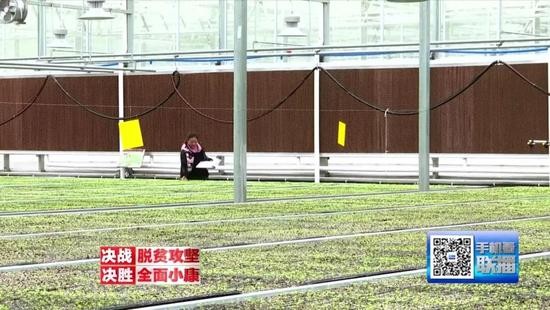 恒大集团帮扶大方两年:从重新教农民种菜开始