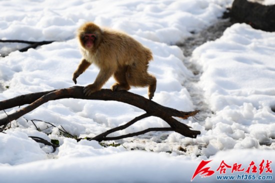 小猴子们在雪地上尽情撒欢