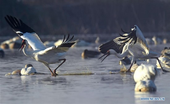 CHINA-NANCHANG-POYANG LAKE-WHITE CRANE(CN)