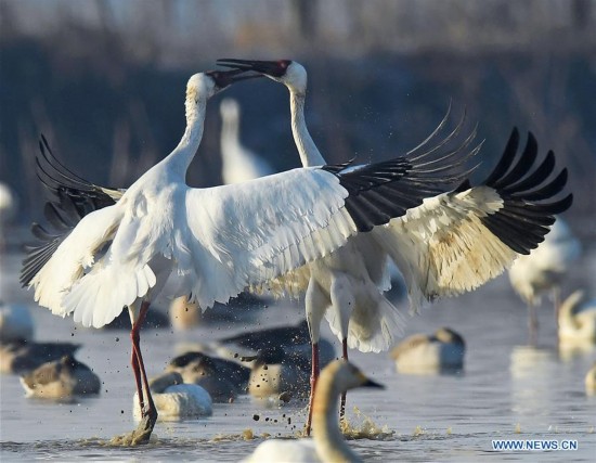 CHINA-NANCHANG-POYANG LAKE-WHITE CRANE(CN)