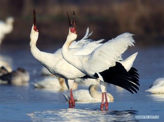 CHINA-NANCHANG-POYANG LAKE-WHITE CRANE(CN)