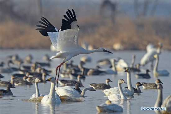 CHINA-NANCHANG-POYANG LAKE-WHITE CRANE(CN)