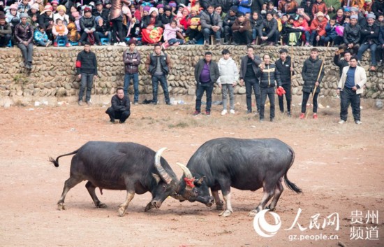 高清组图:贵州从江斗牛迎新春