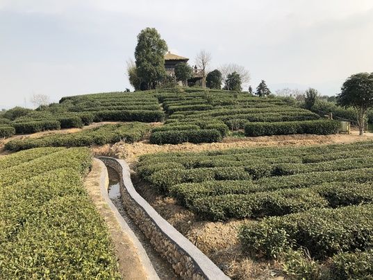 新春走基层之丽水行—以茶为媒,茶香小镇助推产业升级