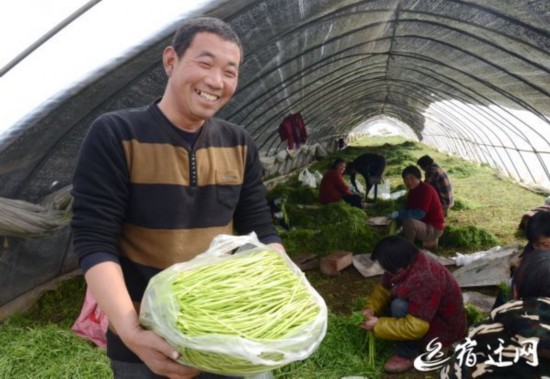 冬春的芦蒿撑起宿迁泗洪县江桥人的腰包