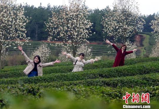 南昌凤凰沟妇女节迎万人赏花踏青