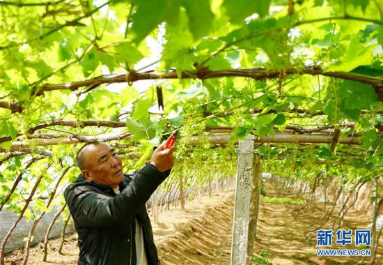 河北卢龙:发展设施农业 推动乡村振兴