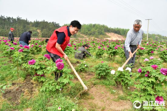 建德:牡丹经济助力乡村振兴