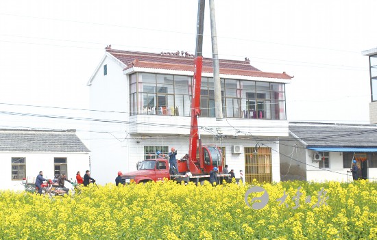 盐城大丰组织人力物力 改造提升农电线路