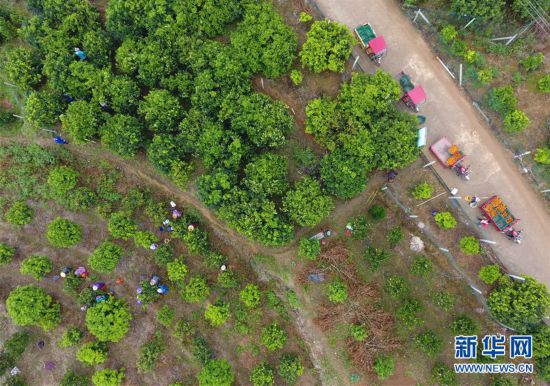 广西武鸣:种植沃柑助增收